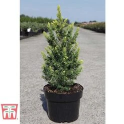 Picea Glauca 'Rainbows End' -Garden Supplies Sale PICE T66392 D