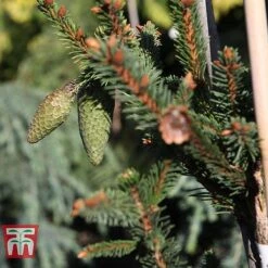 Picea Abies 'Acrocona' -Garden Supplies Sale PICE TKA3320 D