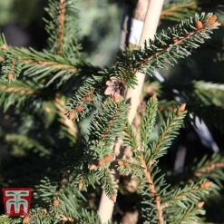 Picea Abies 'Acrocona' -Garden Supplies Sale PICE TKA3320 E
