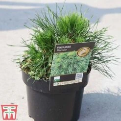 Pinus Mugo 'Varella' -Garden Supplies Sale PINU TKA3344 A