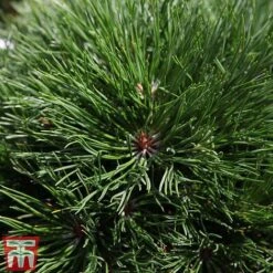 Pinus Mugo 'Varella' -Garden Supplies Sale PINU TKA3344 B