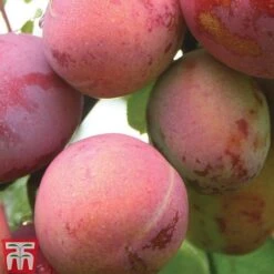 Plum 'Opal' -Garden Supplies Sale PLUM CWW3369 C