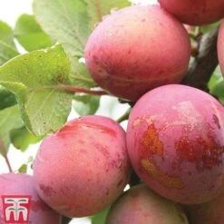Plum 'Opal' -Garden Supplies Sale PLUM CWW3369 D
