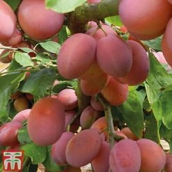 Plum 'Opal' -Garden Supplies Sale PLUM CWW3369 E
