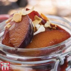 Plum 'Opal' -Garden Supplies Sale PLUM CWW3369 F