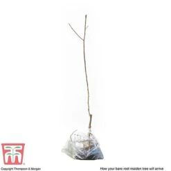 Plum 'Opal' -Garden Supplies Sale PLUM CWW3369 S