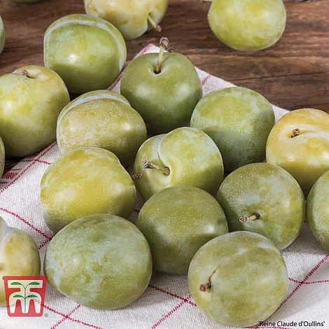 Plum Duo Patio Fruit Trees 2 Plum Duo Patio Fruit Trees - Image 2