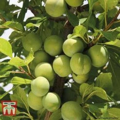 Plum Duo Patio Fruit Trees 7 Plum Duo Patio Fruit Trees -Garden Supplies Sale PLUM WKB1986TM B