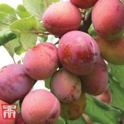 Plum Duo Patio Fruit Trees 8 Plum Duo Patio Fruit Trees -Garden Supplies Sale PLUM WKB1986TM C