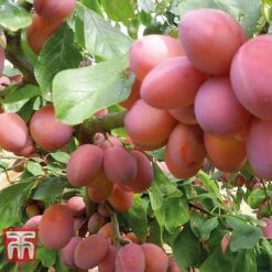 Plum Duo Patio Fruit Trees 9 Plum Duo Patio Fruit Trees -Garden Supplies Sale PLUM WKB1986TM D