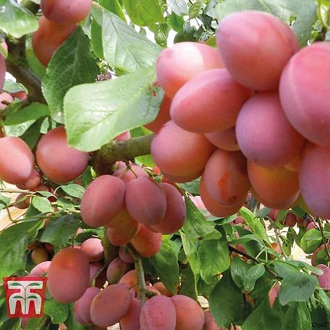 Plum Duo Patio Fruit Trees 5 Plum Duo Patio Fruit Trees - Image 5