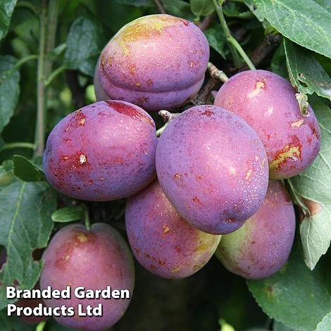 Plum 'Jubilee' 1 Plum 'Jubilee'