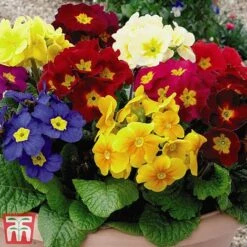 Polyanthus Eliator 'Crescendo® Mixed' F1 Hybrid -Garden Supplies Sale POLY P6186 B