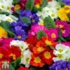 Polyanthus Eliator 'Crescendo&reg; Mixed' F1 Hybrid