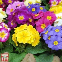 Polyanthus Eliator 'Crescendo® Mixed' F1 Hybrid -Garden Supplies Sale POLY P6186 D