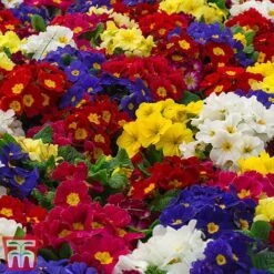 Polyanthus Eliator 'Crescendo® Mixed' F1 Hybrid -Garden Supplies Sale POLY P6186 E
