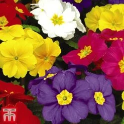 Polyanthus Eliator 'Crescendo® Mixed' F1 Hybrid -Garden Supplies Sale POLY P6186 F