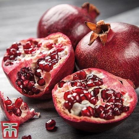 Pomegranate 'Provence' 1 Pomegranate 'Provence'