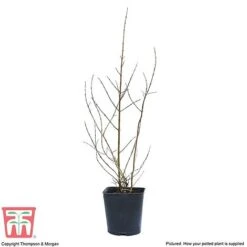 Pomegranate 'Provence' 5 Pomegranate 'Provence' -Garden Supplies Sale POME T14152 C