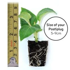 Fuchsia 'Pink Fizz' (Hardy) -Garden Supplies Sale POSTIPLUG SIZE1