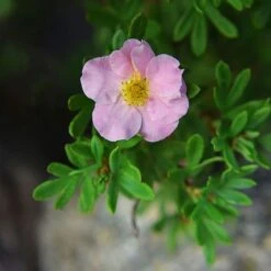 Potentilla Fruticosa 'Pink Paradise' -Garden Supplies Sale POTE T58122 C
