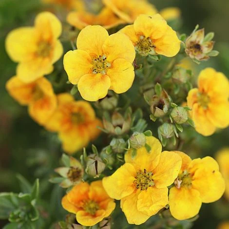 Potentilla Fruticosa 'Mango Tango' 1 Potentilla Fruticosa 'Mango Tango'
