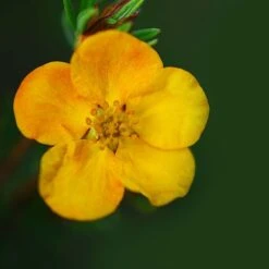 Potentilla Fruticosa 'Mango Tango' 5 Potentilla Fruticosa 'Mango Tango' -Garden Supplies Sale POTE T62076 B