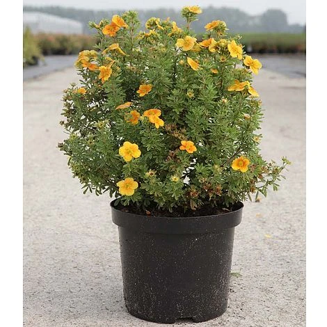 Potentilla Fruticosa 'Mango Tango' 2 Potentilla Fruticosa 'Mango Tango' - Image 2