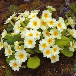 Primula Vulgaris - Seeds