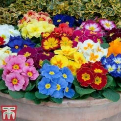 Primrose 'Alaska Improved Mixed' -Garden Supplies Sale PRIM T10222 C