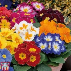 Primrose 'Alaska Improved Mixed' -Garden Supplies Sale PRIM T10222 D