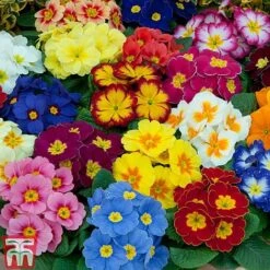 Primrose 'Alaska Improved Mixed' -Garden Supplies Sale PRIM T10222 E