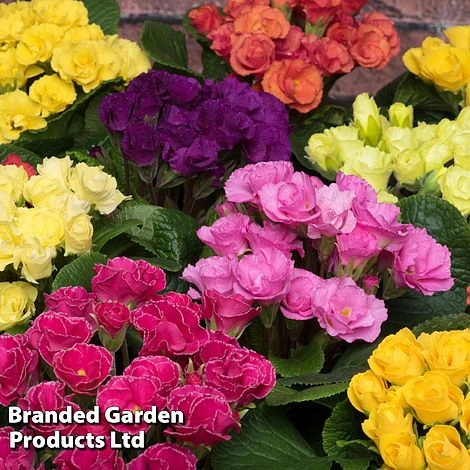 Primrose 'Primlet Tropical Mix' 1 Primrose 'Primlet Tropical Mix'