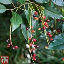 Prunus Lusitanica -Garden Supplies Sale PRUN T66415T C