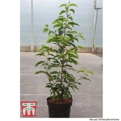 Prunus Lusitanica -Garden Supplies Sale PRUN T66415T D