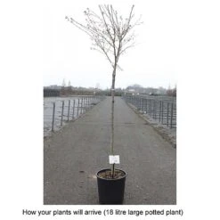 Garden Supplies Sale -Garden Supplies Sale PRUN T68174 B h