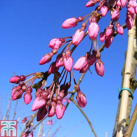 Prunus Pendula 'Pendula Rubra' 1 Prunus Pendula 'Pendula Rubra'