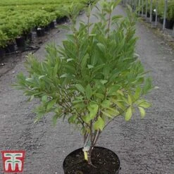 Prunus Tenella 'Fire Hill' -Garden Supplies Sale PRUN TKA3410 A
