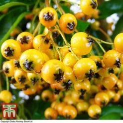 Pyracantha 'Soleil D'Or' 5 Pyracantha 'Soleil D'Or' -Garden Supplies Sale PYRA T58007 C