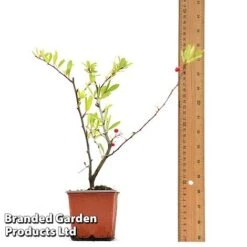 Pyracantha Coccinea 'Red Star' 15 Pyracantha Coccinea 'Red Star' -Garden Supplies Sale PYRA REDSTA9CM T44909 A