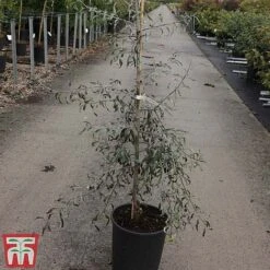 Pyrus Salicifolia 'Pendula' -Garden Supplies Sale PYRU TKA3414 A