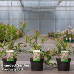 Photinia Fraseri 'Louise' 6 Photinia Fraseri 'Louise' -Garden Supplies Sale Photinia Louise KC5198 C