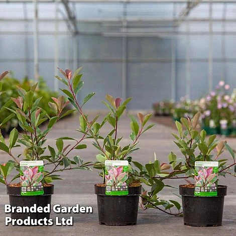 Photinia Fraseri 'Louise' 3 Photinia Fraseri 'Louise' - Image 3