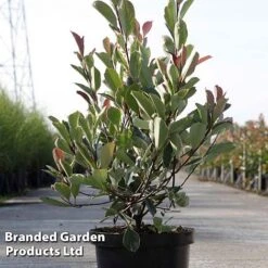 Photinia Fraseri 'Louise' 7 Photinia Fraseri 'Louise' -Garden Supplies Sale Photinia Louise KC5198 D