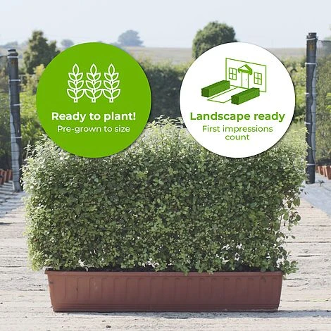 Kohuhu Instant Trough Hedge 1m (pre-grown) 2 Kohuhu Instant Trough Hedge 1m (pre-grown) - Image 2