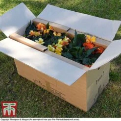 Sherbet Lemon -Garden Supplies Sale PrePlantedBasketArrive6