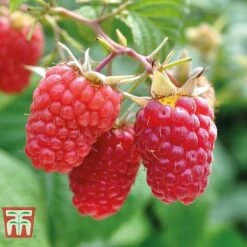 Raspberry Full Season Collection British Bred -Garden Supplies Sale RASP CWW3211 C