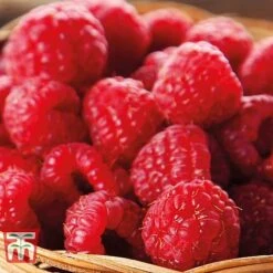 Raspberry Full Season Collection British Bred -Garden Supplies Sale RASP CWW3211 E