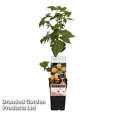 Raspberry 'Fallgold' (Autumn Fruiting) 1 Raspberry 'Fallgold' (Autumn Fruiting)