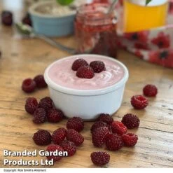 Rubus 'Hararasp' (Raspberry Tree) -Garden Supplies Sale RASP TREERASPB H43103